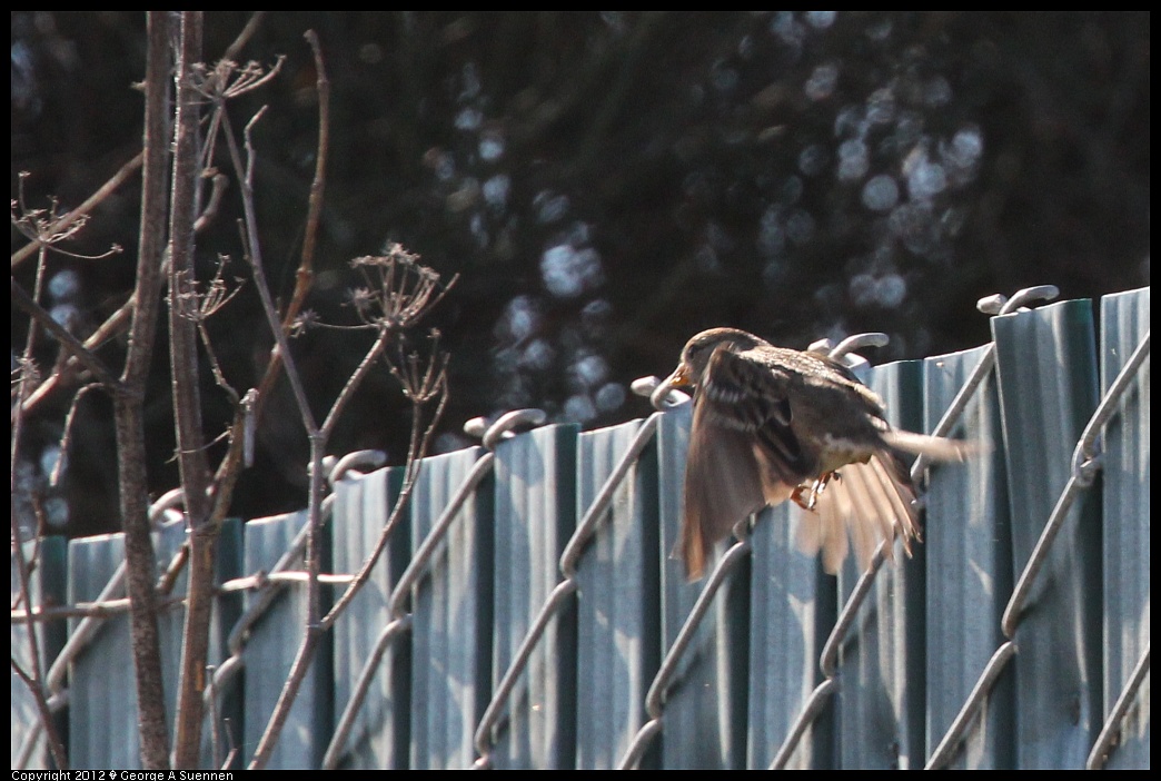 1124-132310-01.jpg - White-crowned Sparrow