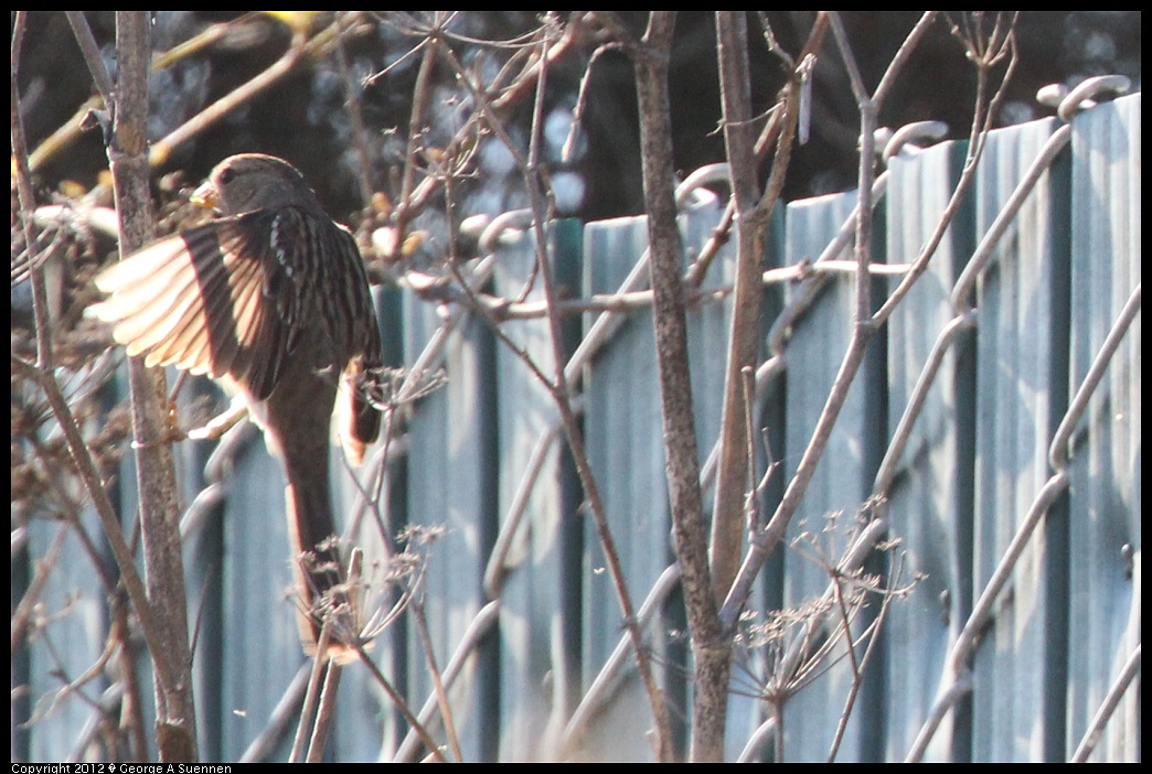 1124-132310-02.jpg - White-crowned Sparrow