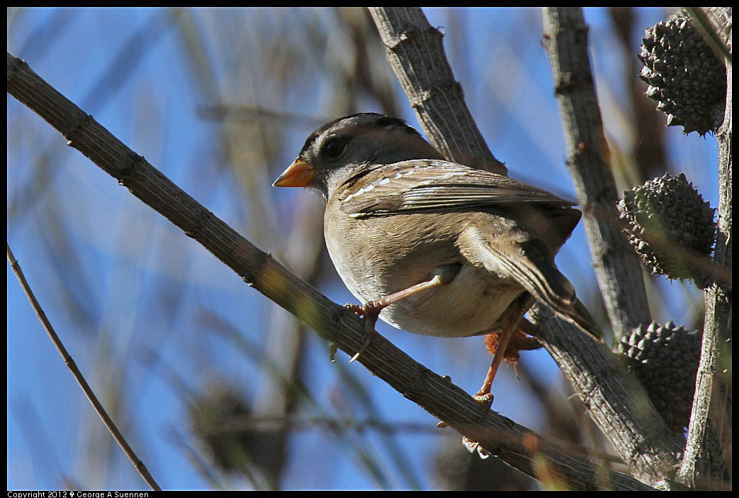 1124-132516-01.jpg - White-crowned Sparrow