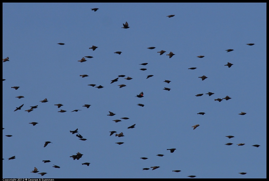 1124-133018-01.jpg - European Starlings and a Red-winged Blackbird