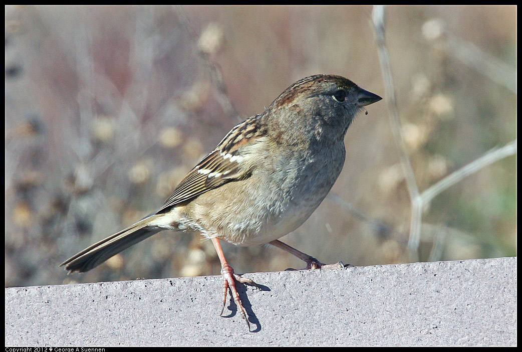 1124-133426-01.jpg - Golden-crowned Sparrow