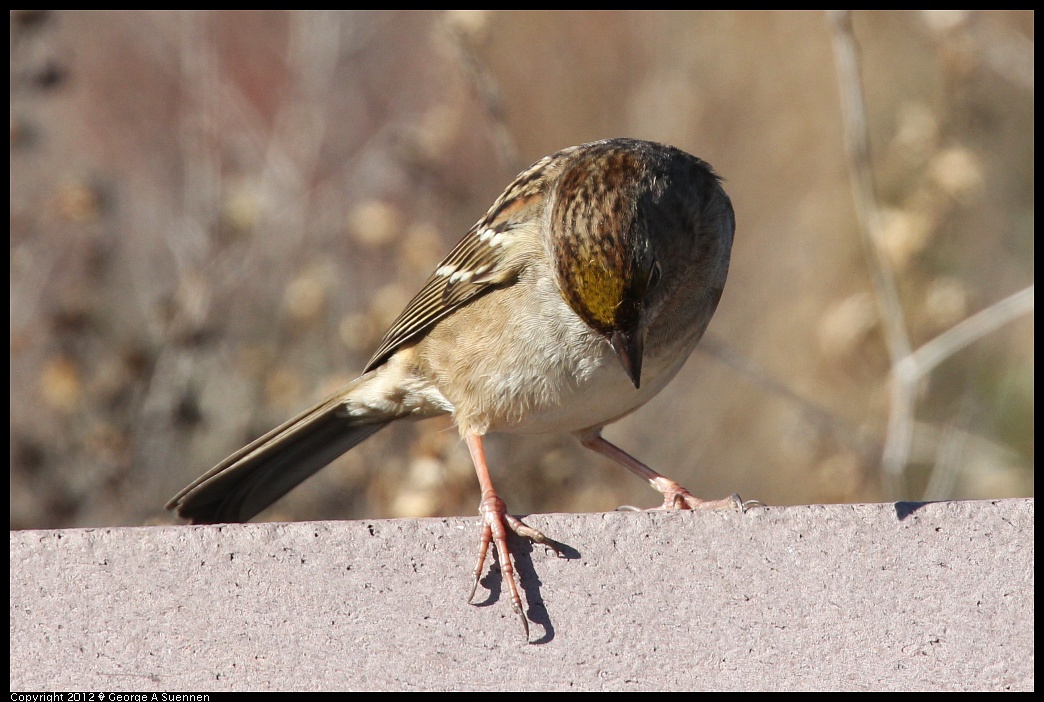 1124-133433-02.jpg - Golden-crowned Sparrow