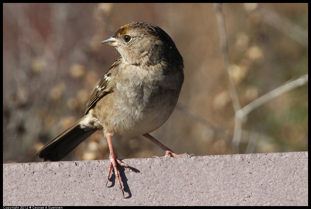 1124-133434-01.jpg - Golden-crowned Sparrow