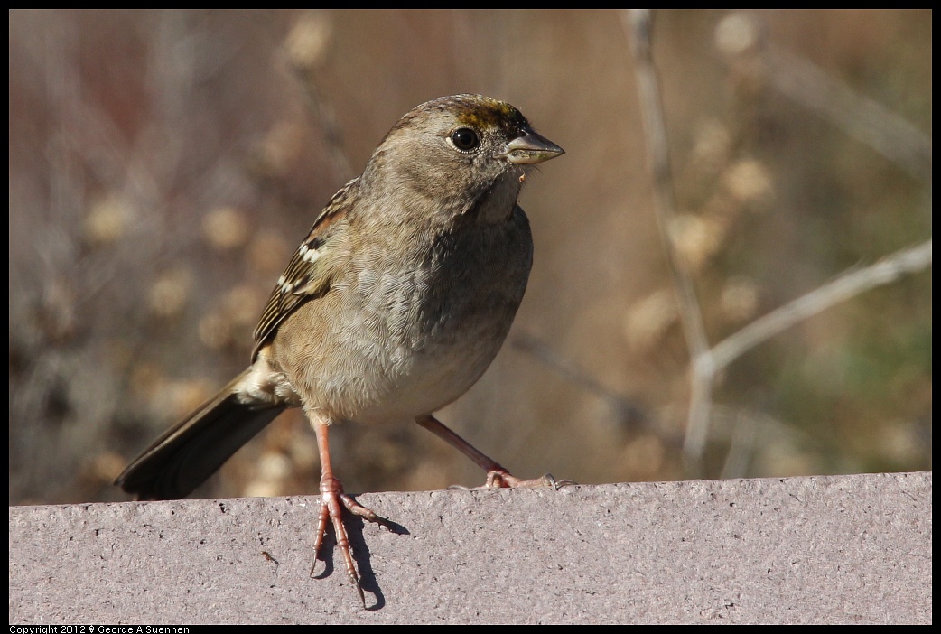 1124-133437-04.jpg - Golden-crowned Sparrow