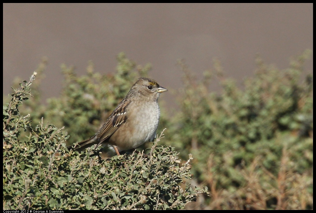 1124-135049-01.jpg - Golden-crowned Sparrow