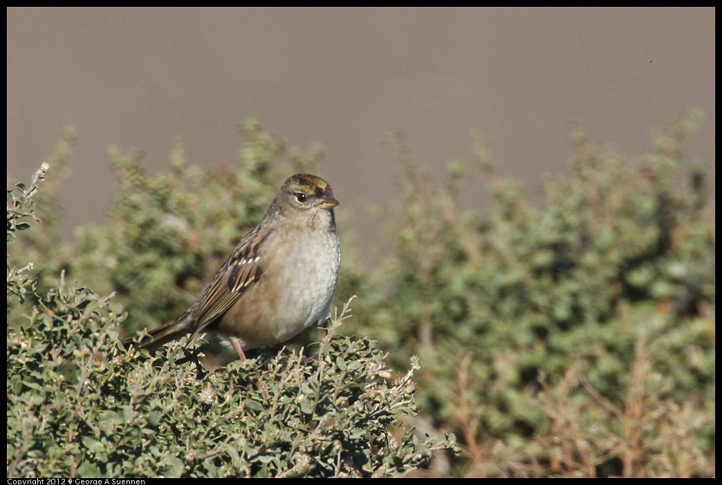 1124-135050-01.jpg - Golden-crowned Sparrow