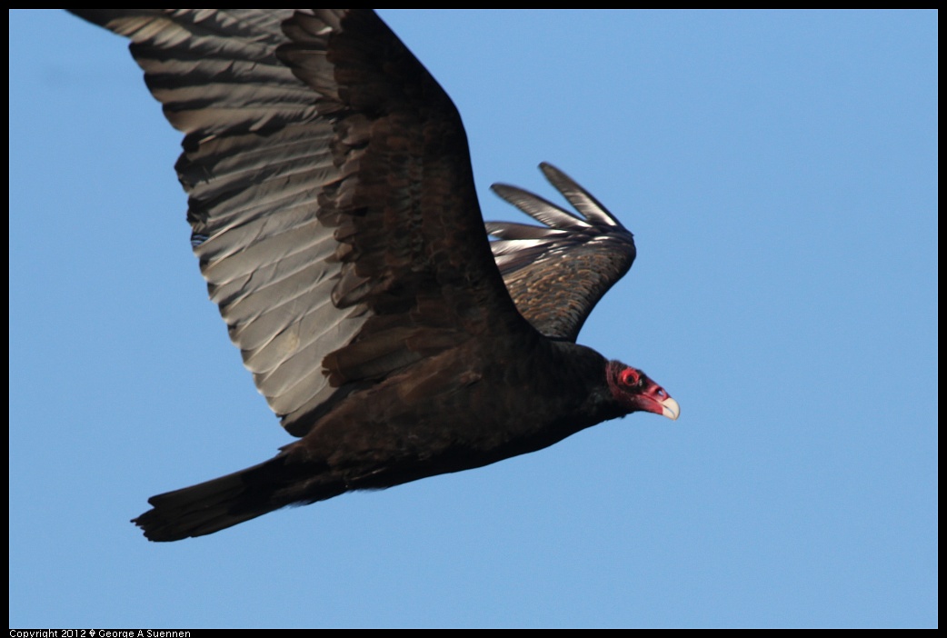 1124-141010-04.jpg - Turkey Vulture