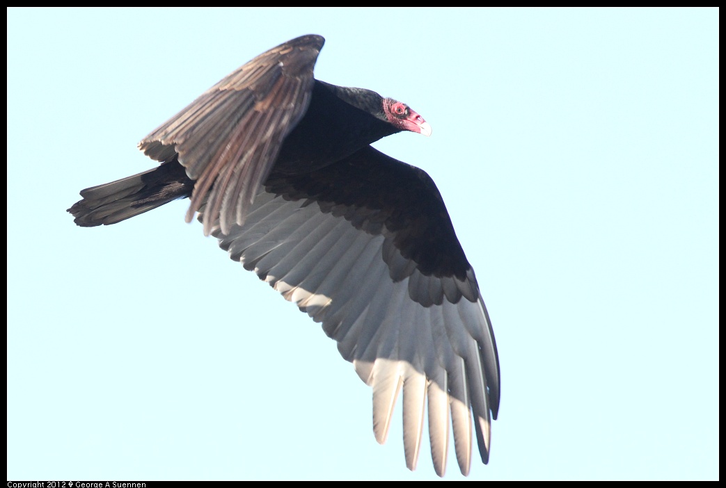 1124-141010-05.jpg - Turkey Vulture