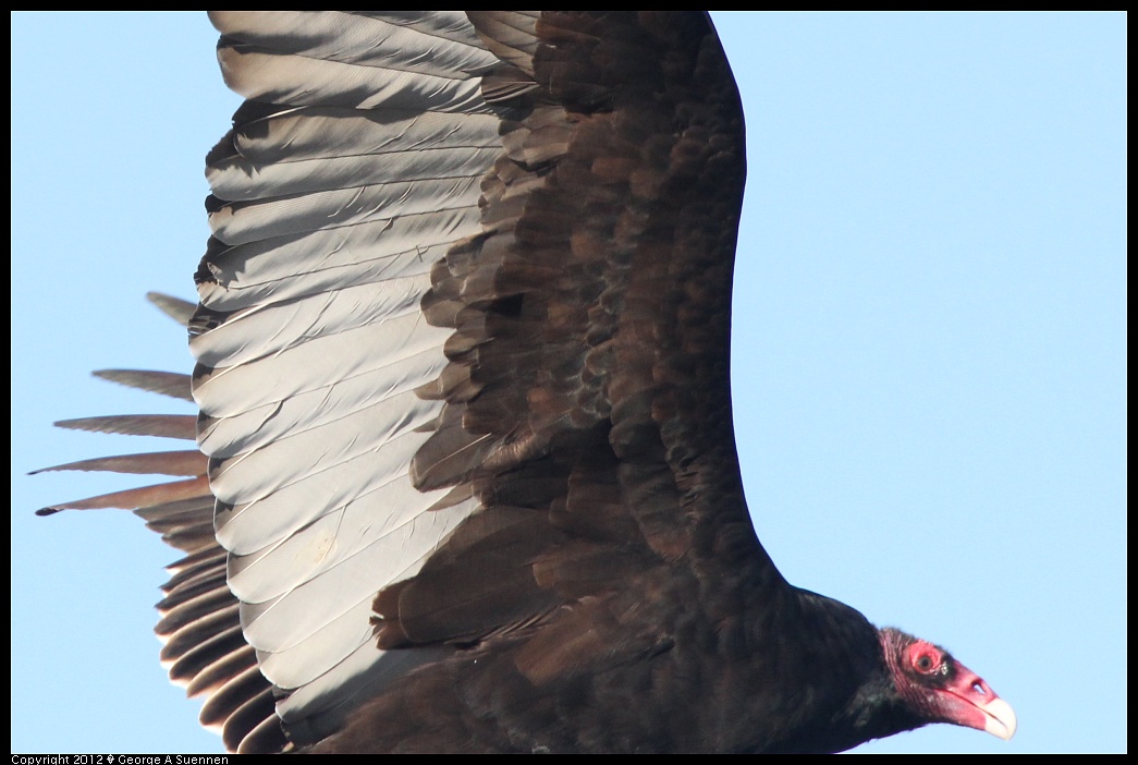 1124-141011-03.jpg - Turkey Vulture