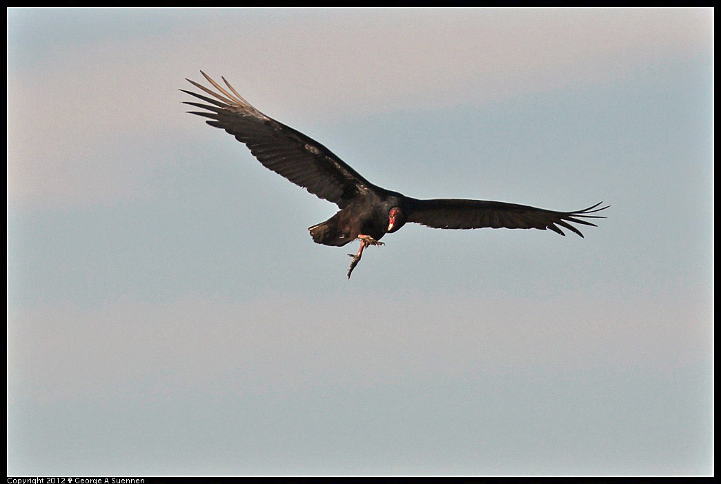 1124-141029-01.jpg - Turkey Vulture