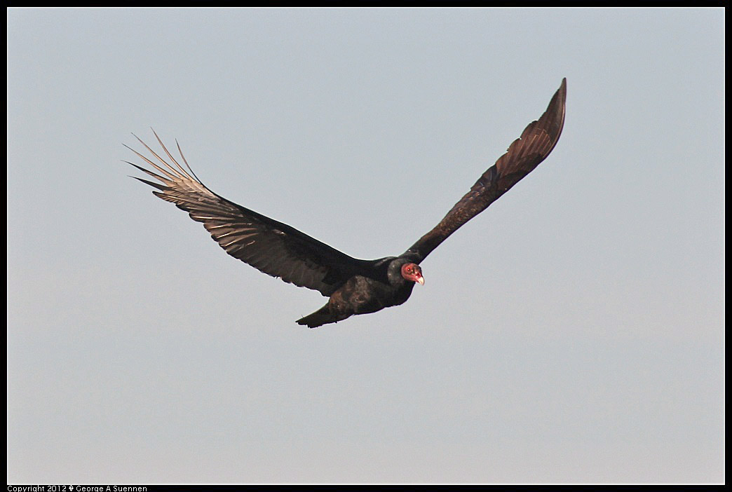 1124-141032-03.jpg - Turkey Vulture