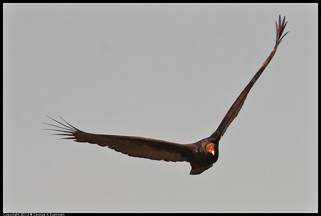 1124-141035-01.jpg - Turkey Vulture