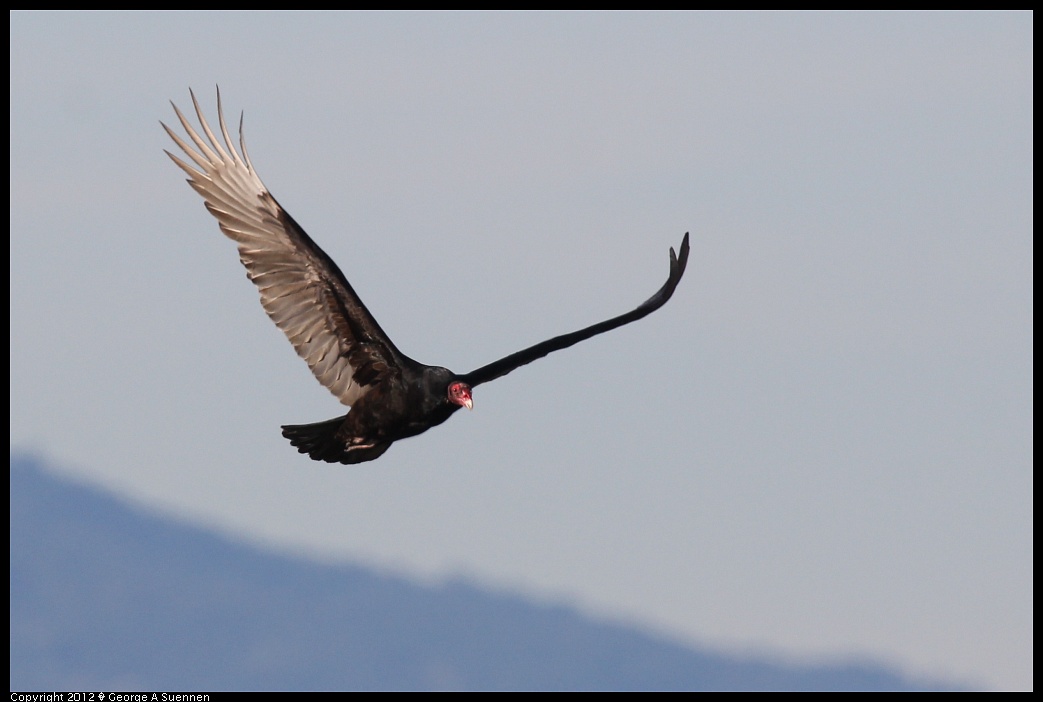 1124-141059-01.jpg - Turkey Vulture