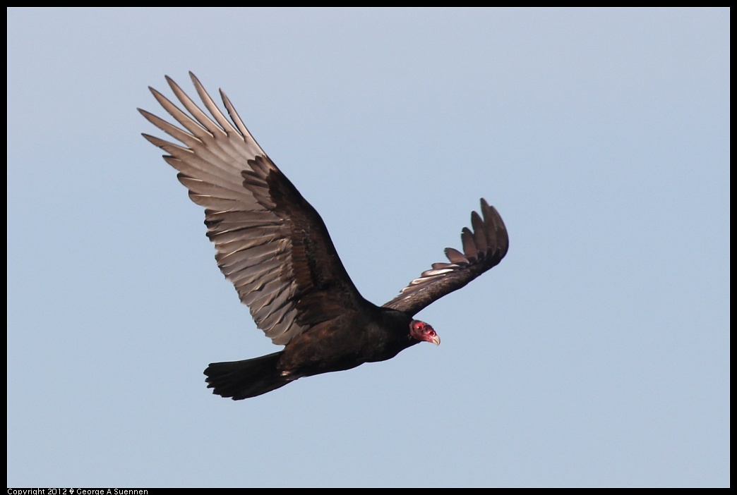 1124-141100-02.jpg - Turkey Vulture