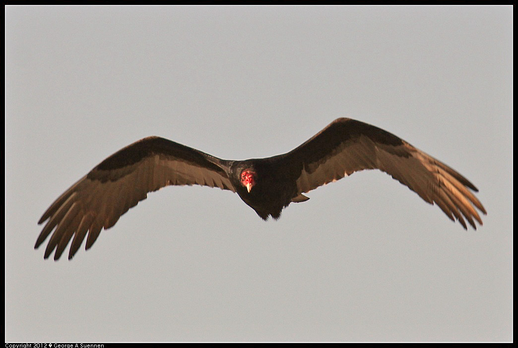 1124-141114-01.jpg - Turkey Vulture