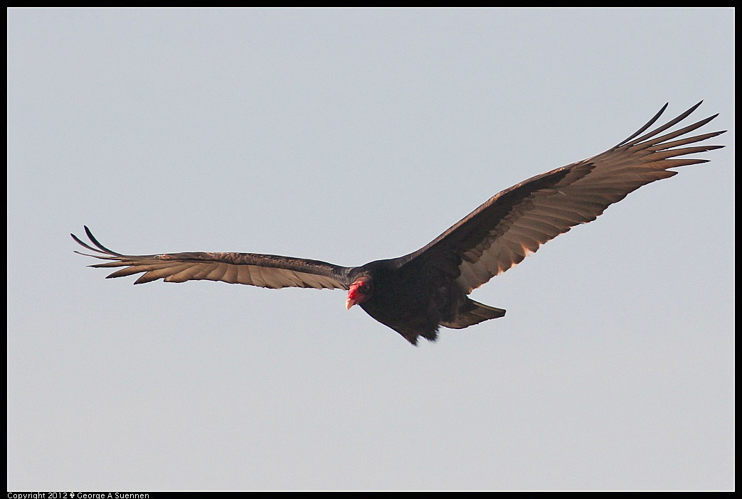 1124-141116-03.jpg - Turkey Vulture