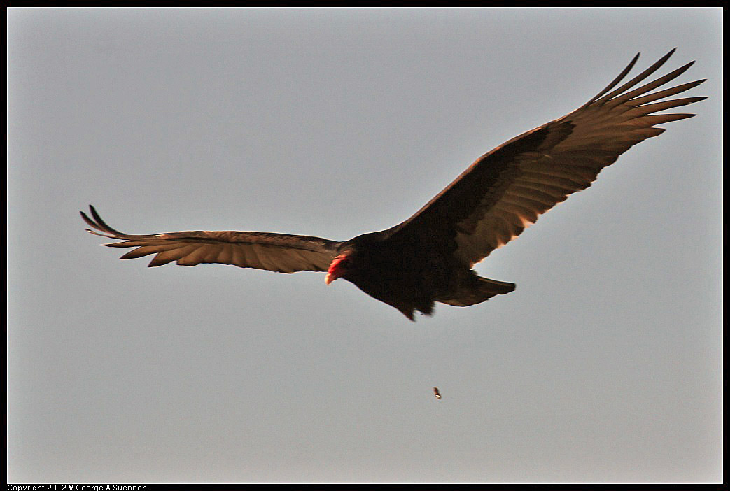 1124-141117-01.jpg - Turkey Vulture