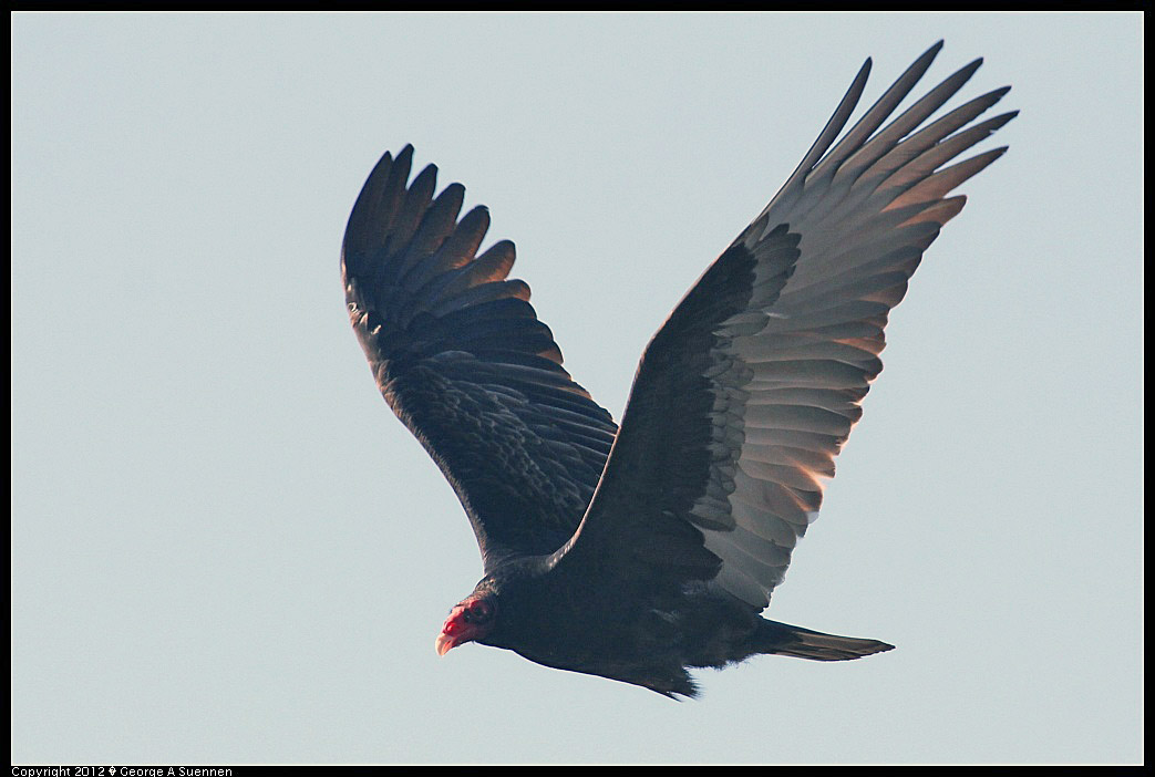 1124-141118-05.jpg - Turkey Vulture