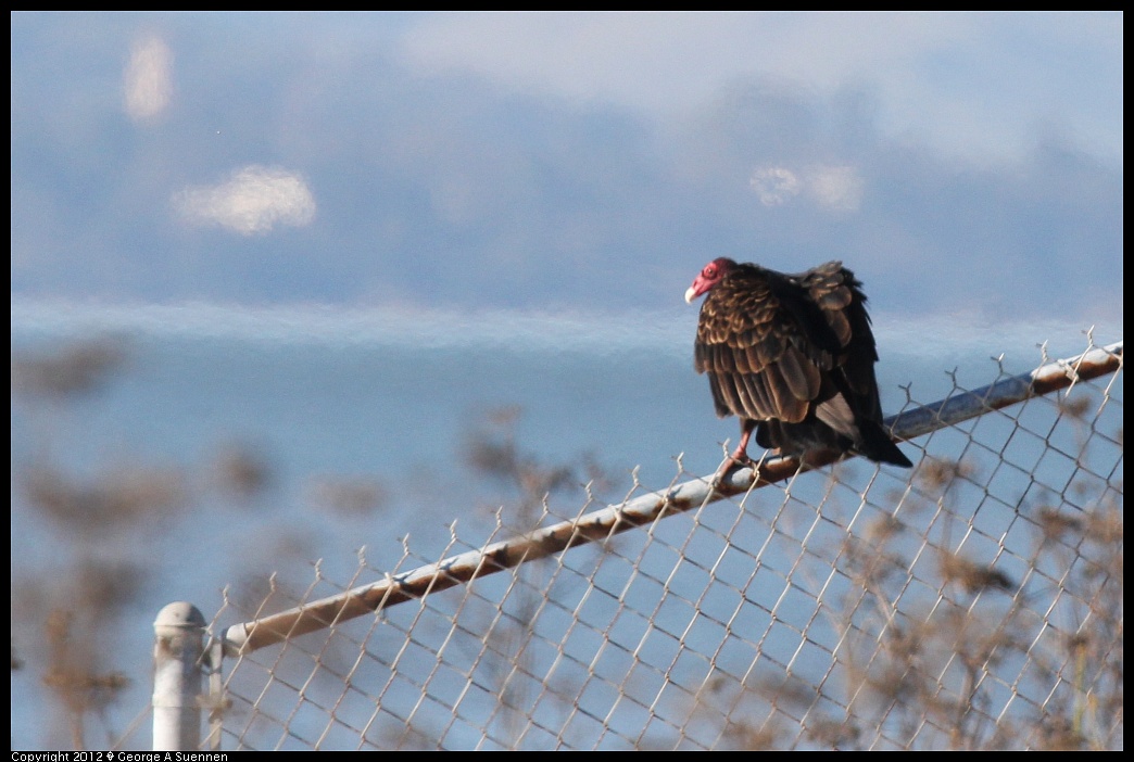 1124-141343-03.jpg - Turkey Vulture