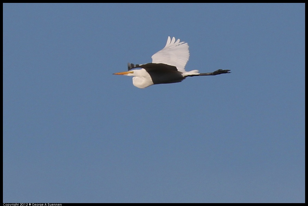 1124-144612-01.jpg - Great Egret