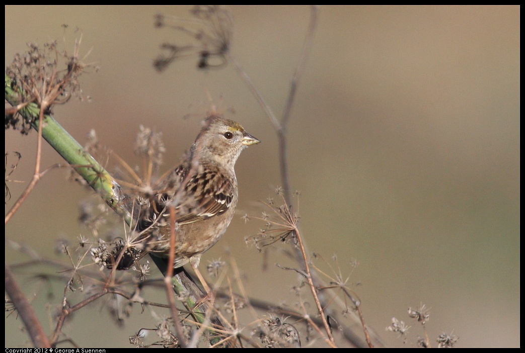 1124-145136-01.jpg - Golden-crowned Sparrow
