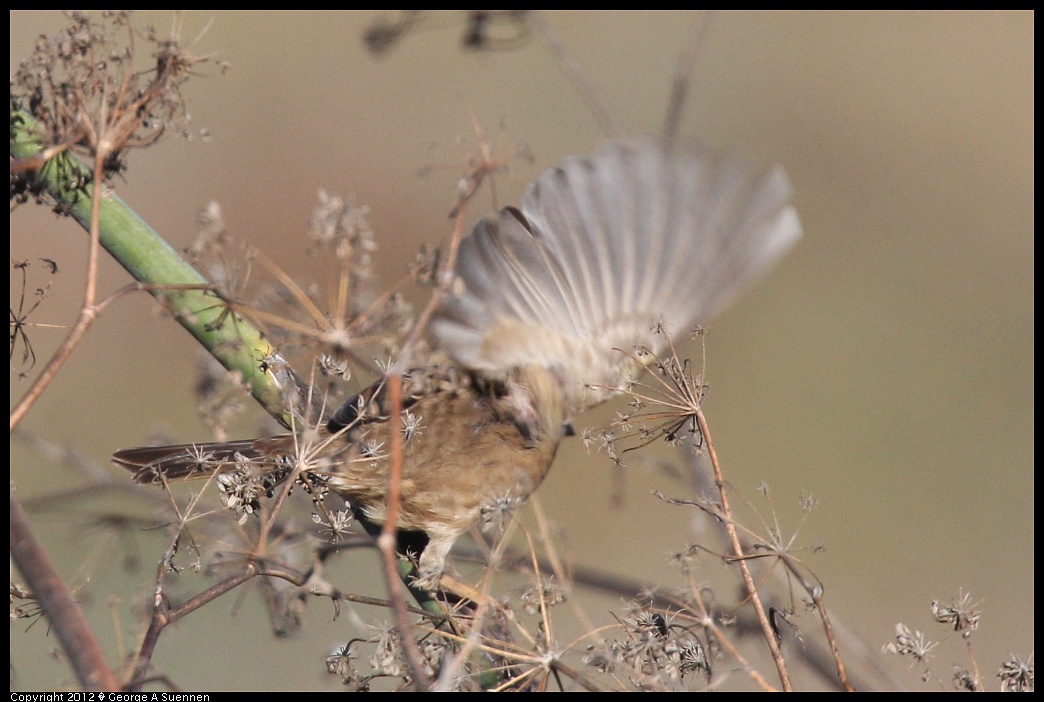 1124-145138-02.jpg - Golden-crowned Sparrow