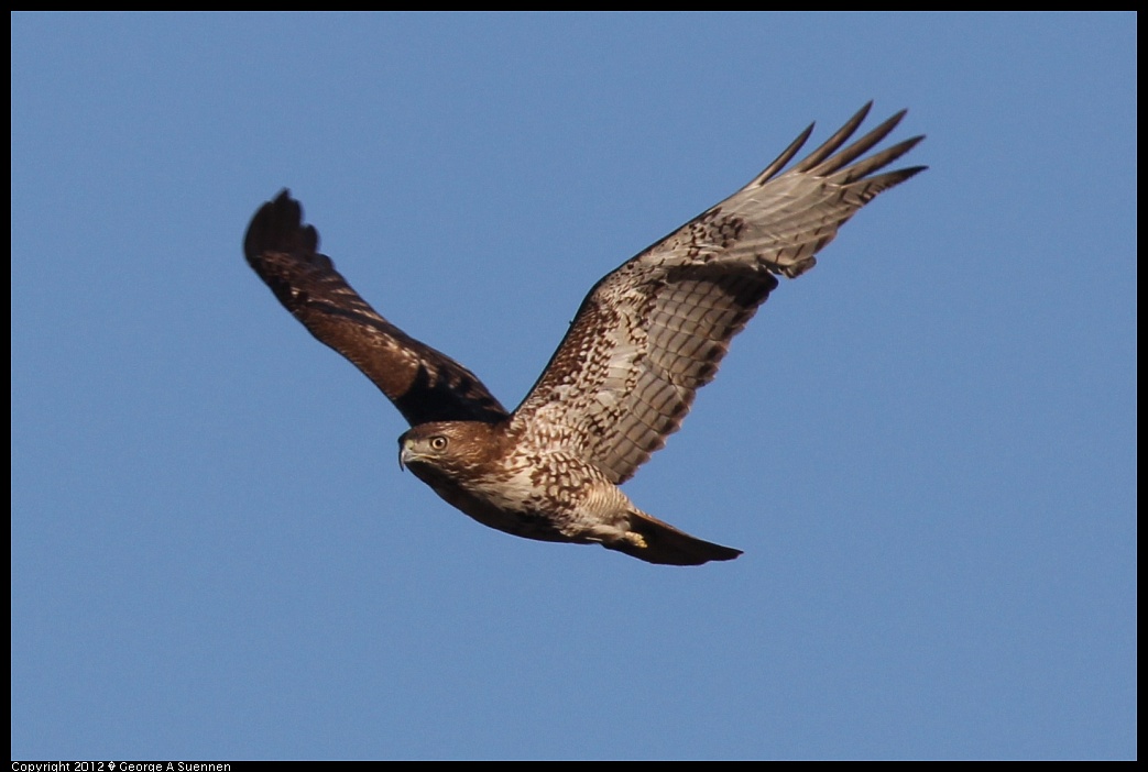 1124-145146-03.jpg - Red-tailed Hawk
