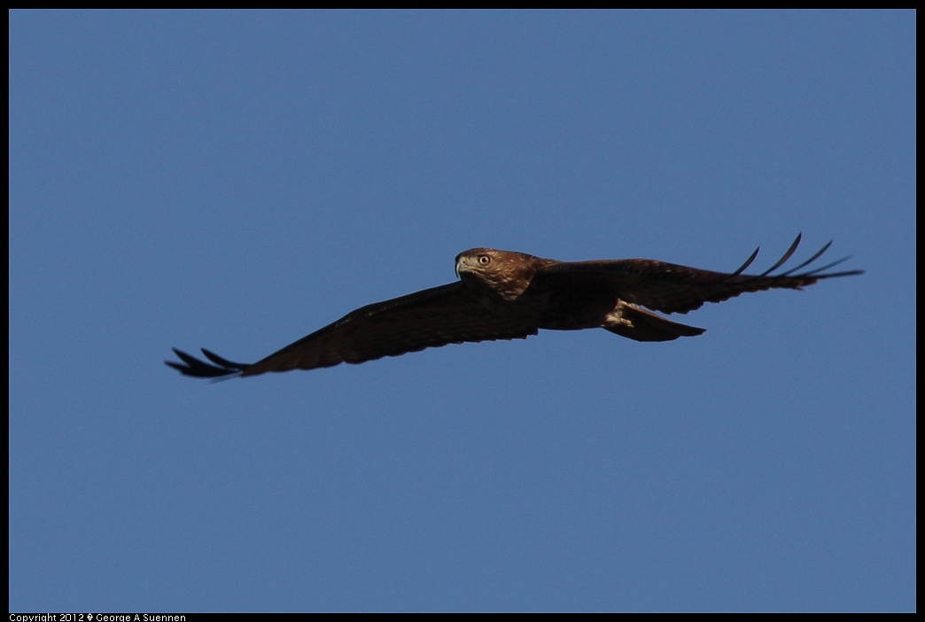 1124-145147-01.jpg - Red-tailed Hawk