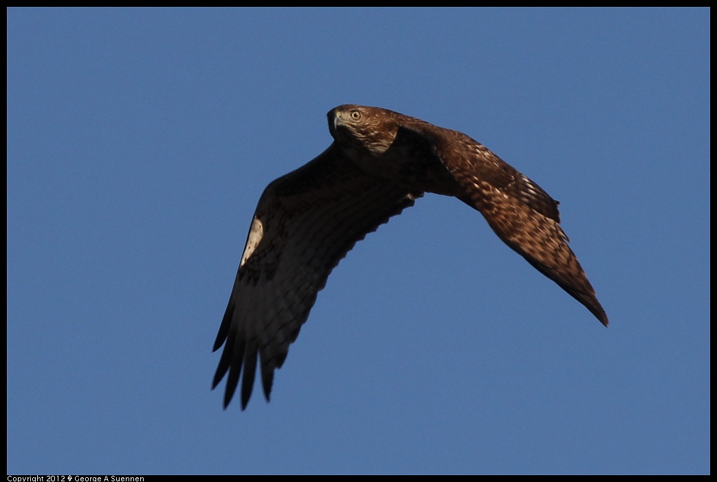 1124-145148-02.jpg - Red-tailed Hawk