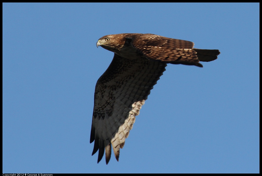 1124-145152-01.jpg - Red-tailed Hawk