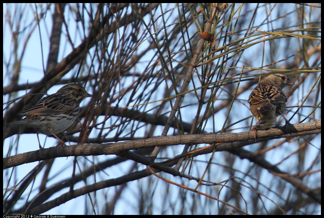 1124-151640-02.jpg - Savannah and Golden-crowned Sparrow
