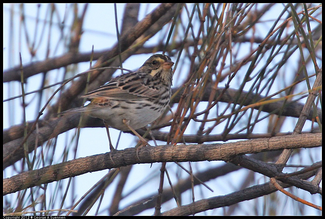 1124-151645-01.jpg - Savannah Sparrow