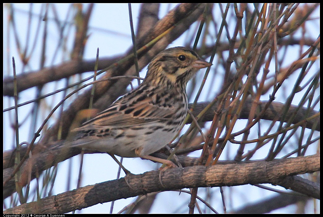 1124-151649-02.jpg - Savannah Sparrow