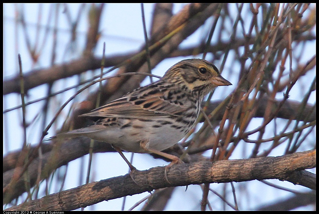 1124-151650-01.jpg - Savannah Sparrow