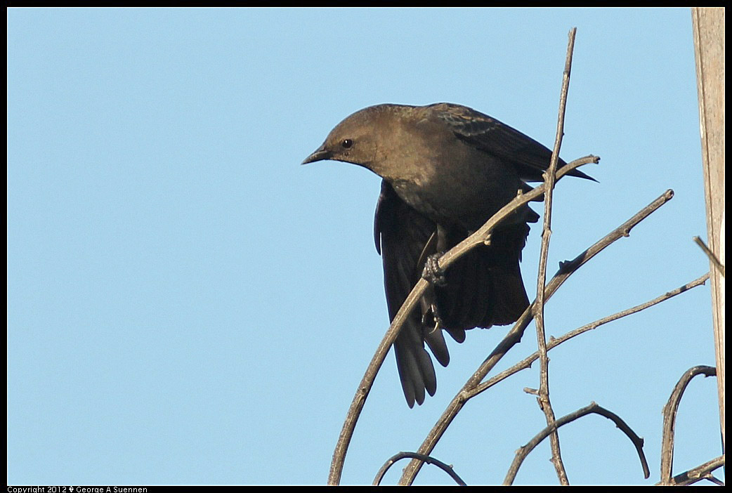 1124-152020-02.jpg - Brewer's Blackbird