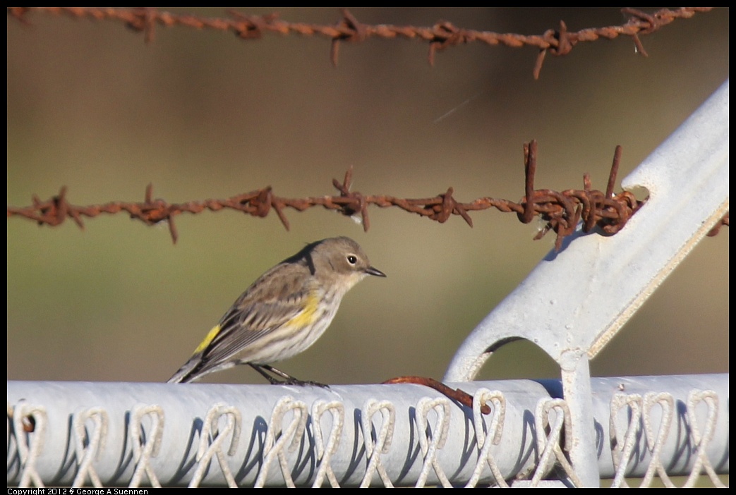 1124-152523-01.jpg - Yellow-rumped Warbler