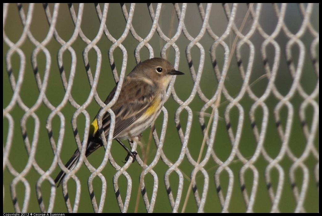 1124-152553-03.jpg - Yellow-rumped Warbler