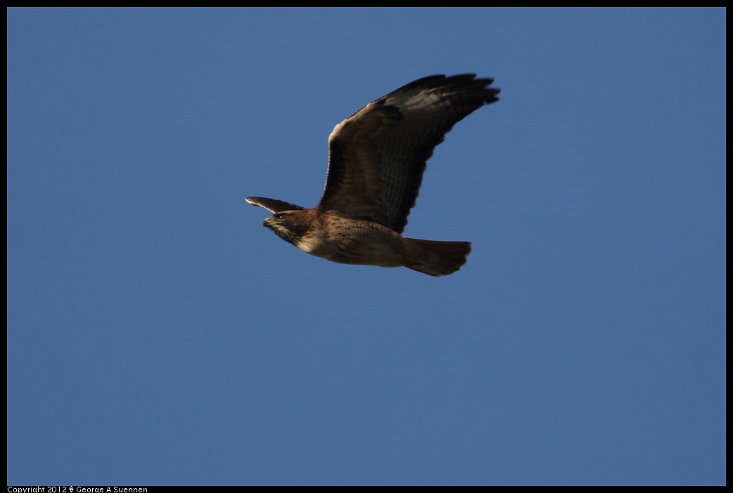 1124-152900-01.jpg - Red-tailed Hawk