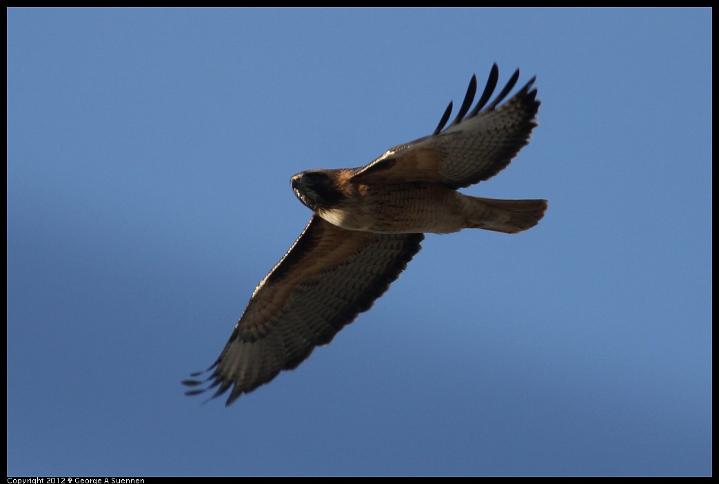 1124-152901-04.jpg - Red-tailed Hawk