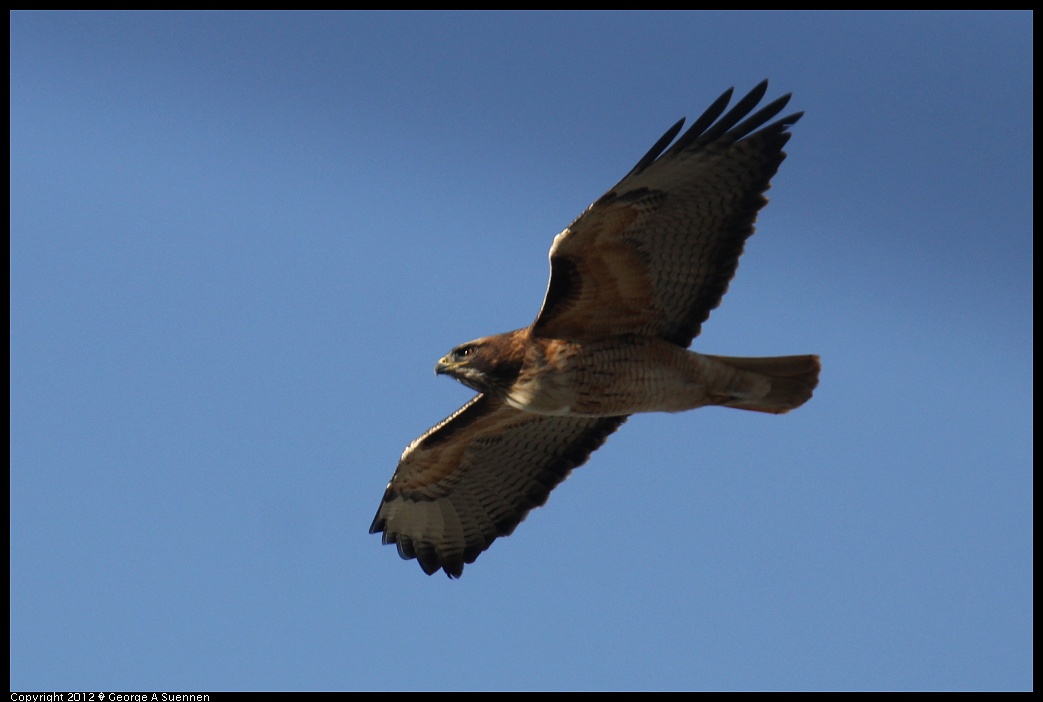1124-152902-01.jpg - Red-tailed Hawk