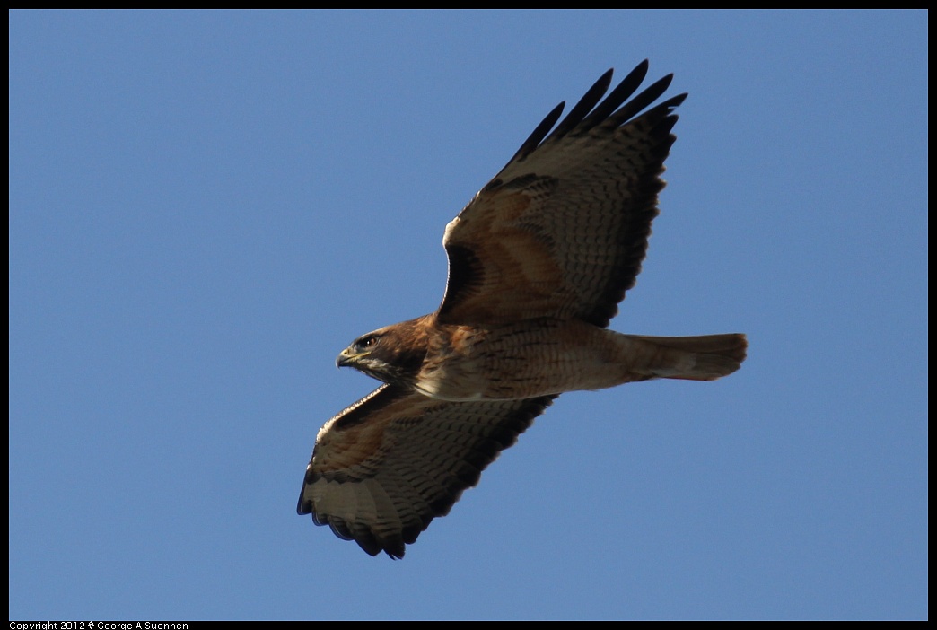 1124-152902-04.jpg - Red-tailed Hawk