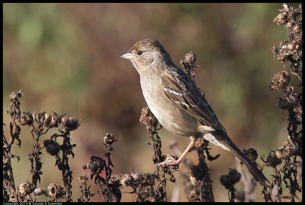 1207-092845-01.jpg - Golden-crowned Sparrow