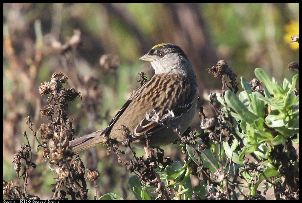 1207-092903-01.jpg - Golden-crowned Sparrow