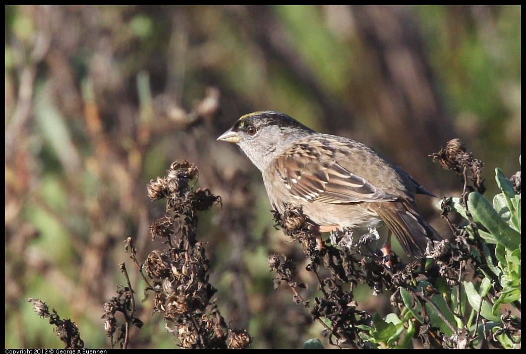1207-092906-03.jpg - Golden-crowned Sparrow