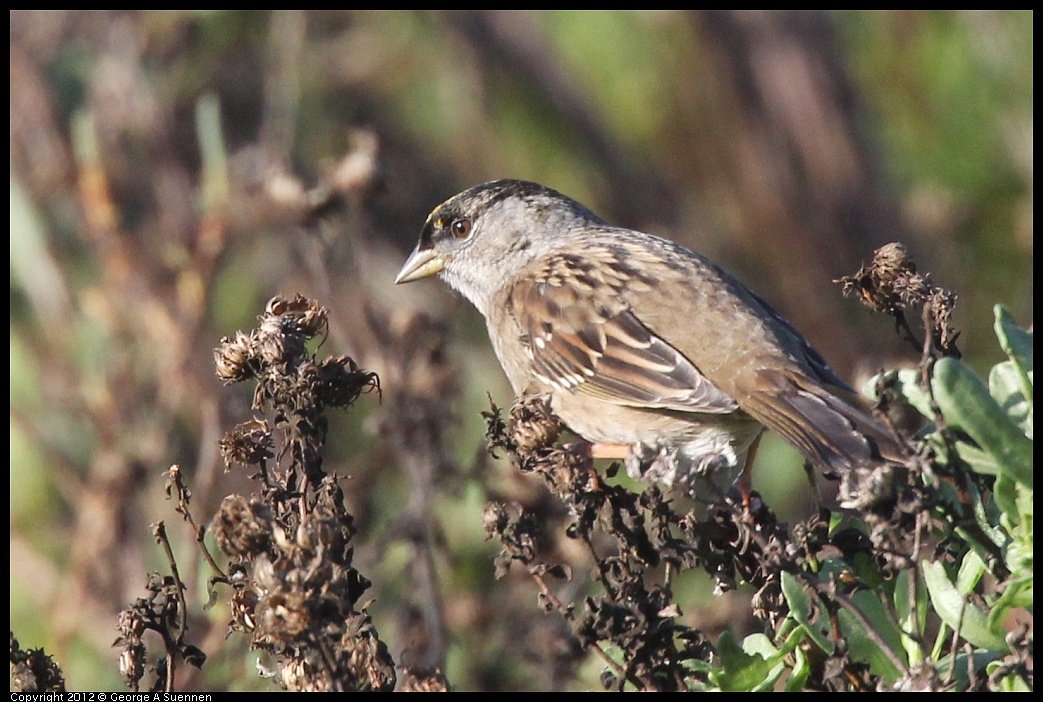 1207-092910-03.jpg - Golden-crowned Sparrow