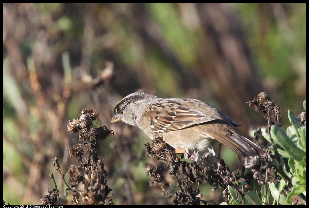1207-092912-01.jpg - Golden-crowned Sparrow