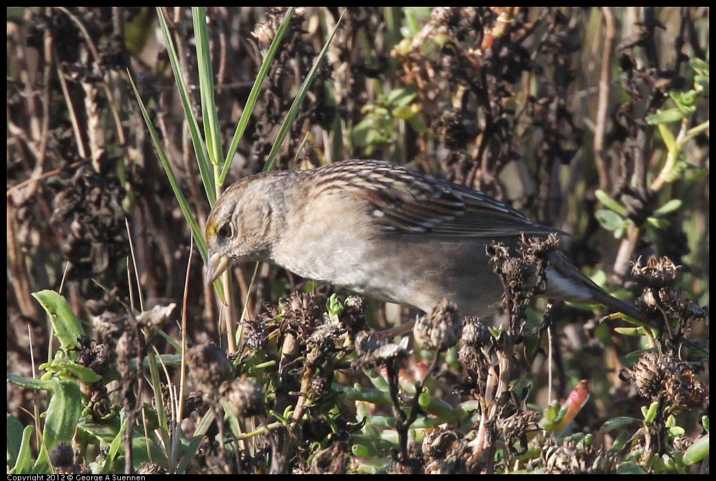 1207-093012-02.jpg - Golden-crowned Sparrow