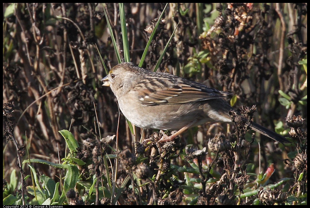 1207-093014-01.jpg - Golden-crowned Sparrow