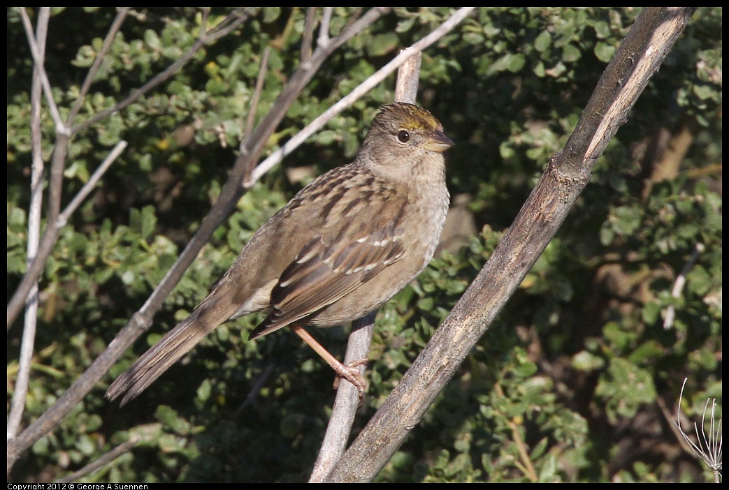 1207-093546-03.jpg - Golden-crowned Sparrow