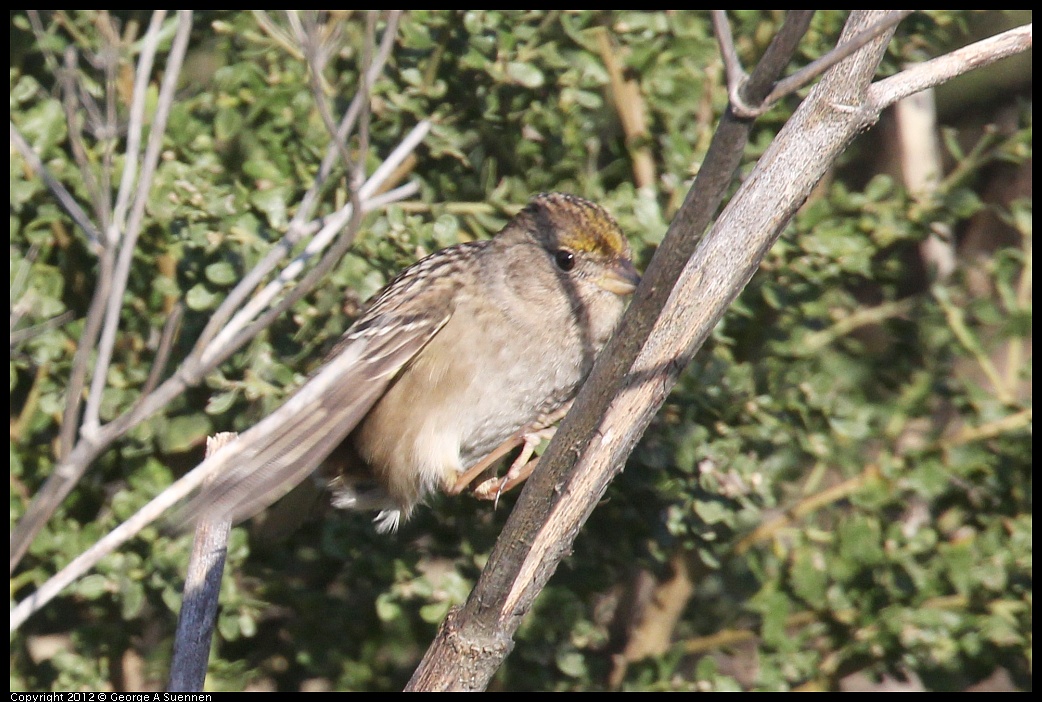 1207-093546-04.jpg - Golden-crowned Sparrow